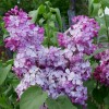Саженец сирени Гортензия-NB: фото и описание