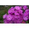Саженец флокса Аметист (Amethyst): фото и описание