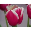 Луковица тюльпана Фуранд (Furand): фото и описание