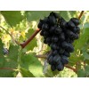 Саженец винограда Кодрянка (Ранний/Фиолетовый): фото и описание