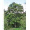 Саженец дуба Европейский 100-150 см: фото и описание