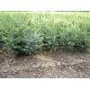 Саженец Ели Голубая Кейбаб (Kaibab) 40-60 см: фото и описание