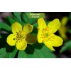Луковицы анемоны Лютичная (Ranunculoides) - 5 шт.: фото и описание