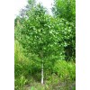 Саженцы березы обыкновенной -  5 шт.: фото и описание