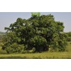 Саженцы дуба Крупнопыльниковый от 150 см -  5 шт.: фото и описание
