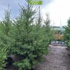 Саженцы Ели Европейская от 150 см - 5 шт.: фото и описание