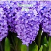 Луковицы Гиацинта Минос (Minos) - 5 шт.: фото и описание