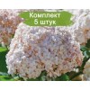 Саженцы гортензии древовидной Кандибелле Маршмэллоу (Candybelle Marshmallow) -  5 шт.: фото и описание