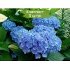 Саженцы гортензии крупнолистной Клеопарта Блю (Сleopatra Blue) - 5 шт.: фото и описание