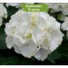 Саженцы гортензии крупнолистной Уайт Вондер (White Wonder) - 5 шт.: фото и описание
