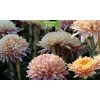 Саженцы хризантемы мультифлора Арес Шампань (Ares Champagne) (Шампань) - 5 шт.: фото и описание