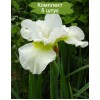 Саженцы ириса Харпсвелл Хэппинес (Harpswell Happiness) -  5 шт.: фото и описание
