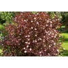 Саженцы пузыреплодника калинолистного Леди ин Ред (Lady in Red) -  5 шт.: фото и описание