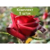 Саженцы чайно-гибридной розы Ред Париж (Red Paris) -  5 шт.: фото и описание