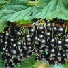 Саженцы смородины Титан Черный - 5 шт.: фото и описание