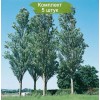 Саженцы тополя Серебристый Пирамидальный (40-60 см) - 5 шт.: фото и описание