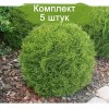 Туя Литл Гиант (Little Giant) -  5 шт.: фото и описание