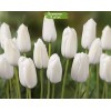 Луковицы тюльпана Альбатрос (Albatros) -  5 шт.: фото и описание