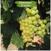 Саженцы винограда Мускат Московский (Поздний/Белый) - 5 шт.: фото и описание