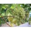 Саженцы винограда Восторг (Ранний/Белый) -  5 шт.: фото и описание
