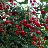 Саженцы Вишни Мелодия - 5 шт.: фото и описание