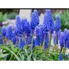 Луковица Мускари армянского (арменикум): фото и описание