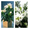 Саженец Олеандра белого Дабл вайт (Double White): фото и описание