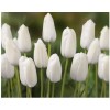 Срезка Луковица Тюльпанаов на 8 марта оптом Луковица Тюльпана Альбатрос (Albatros): фото и описание