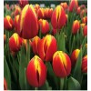 Срезка Луковица Тюльпанаов на 8 марта оптом Луковица Тюльпана Доу джонс: фото и описание
