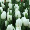 Срезка Луковица Тюльпанаов на 8 марта оптом Луковица Тюльпана Вайт Династия (Dynasty): фото и описание