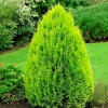 Туя Восточная 100-150 см: фото и описание