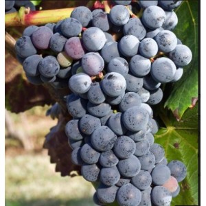 Виноград Аликант Буше