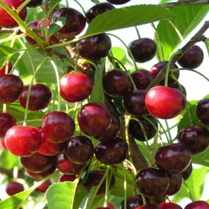 Вишня Банкетная