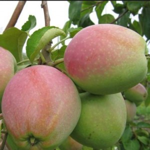 Яблоня Горный синап